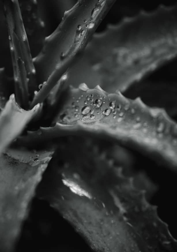 Quadro Droplets At Leaves
