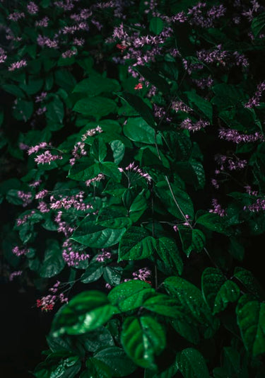 Quadro Green Leaves Purple Flowers - Obrah | Quadros e Posters para Transformar a Parede