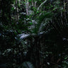 Quadro Heart of the Forest 1 - Obrah | Quadros e Posters para Transformar a Parede