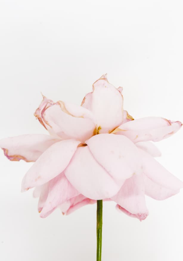 Quadro Pink Rose