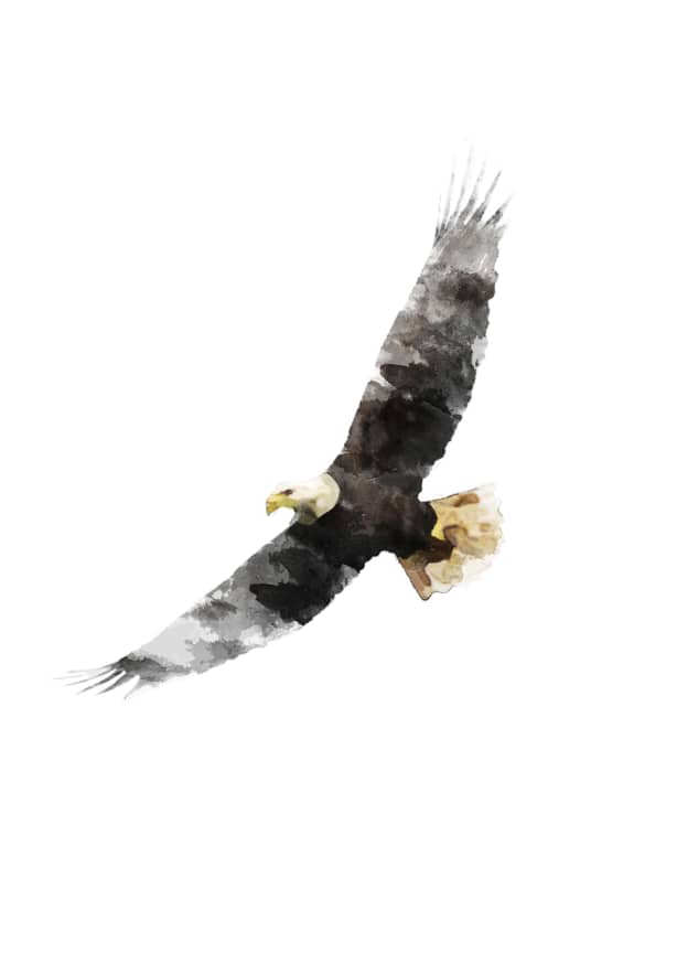 Quadro Watercolour Eagle - Obrah | Quadros e Posters para Transformar a Parede