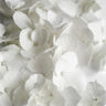 Quadro White Beauty - Obrah | Quadros e Posters para Transformar a Parede
