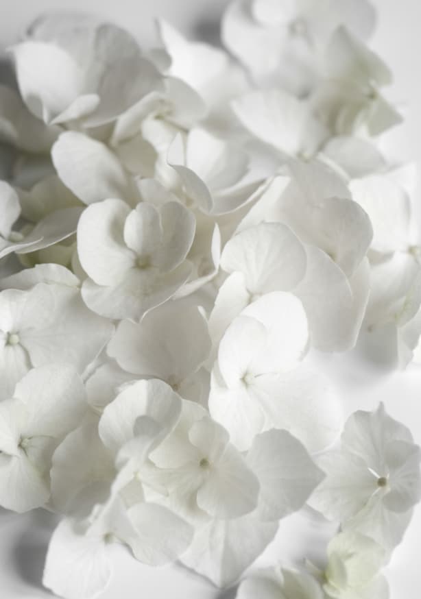 Quadro White Beauty