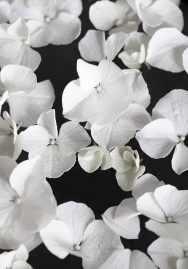 Quadro White Beauty on Black - Obrah | Quadros e Posters para Transformar a Parede