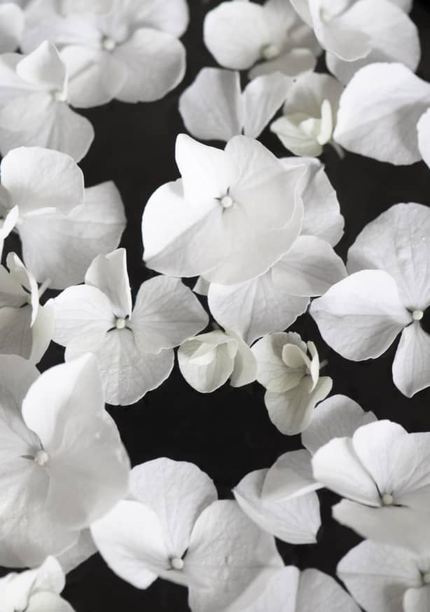 Quadro White Beauty on Black - Obrah | Quadros e Posters para Transformar a Parede