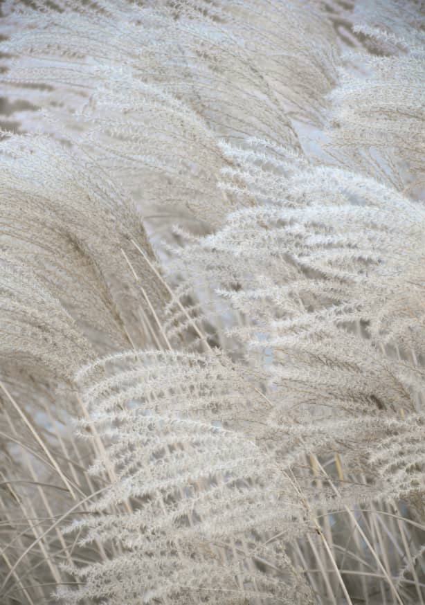 Quadro White Beige Boho Dreams Pampas - Obrah | Quadros e Posters para Transformar a Parede