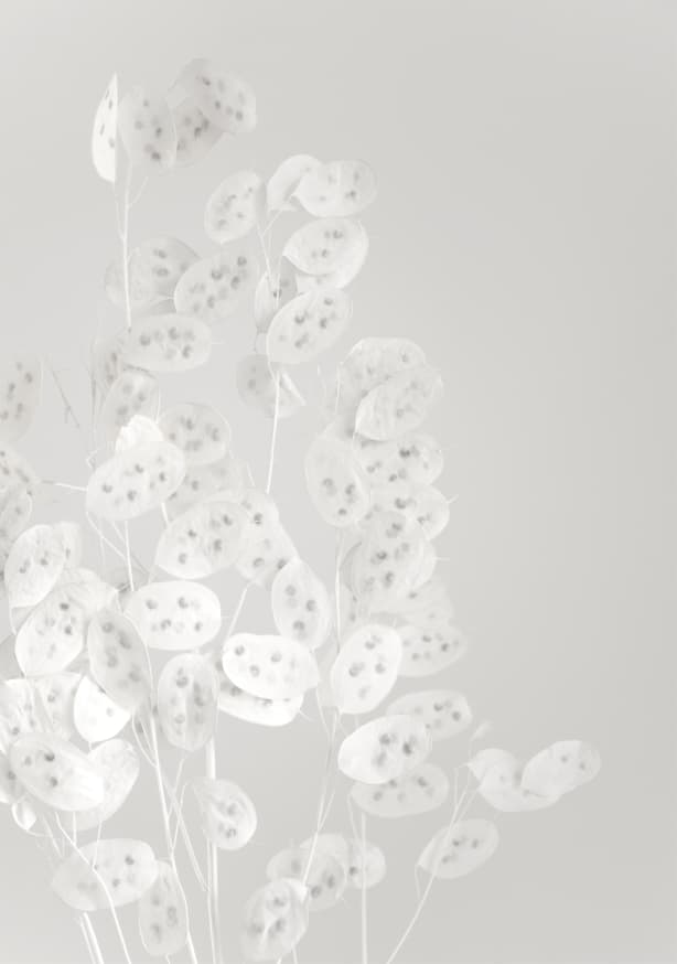 Quadro White Confetti Flowers