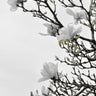 Quadro White Magnolia Happiness - Obrah | Quadros e Posters para Transformar a Parede