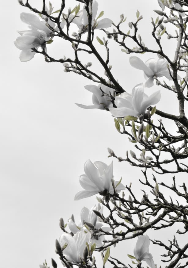 Quadro White Magnolia Happiness - Obrah | Quadros e Posters para Transformar a Parede