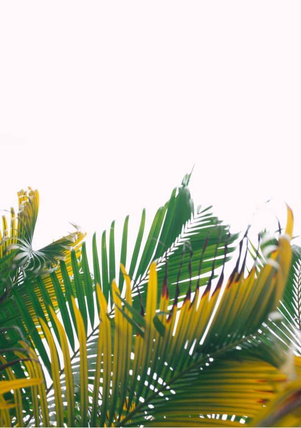 Quadro White Sky and Palm Tree #1 - Obrah | Quadros e Posters para Transformar a Parede