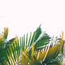 Quadro White Sky and Palm Tree #1 - Obrah | Quadros e Posters para Transformar a Parede