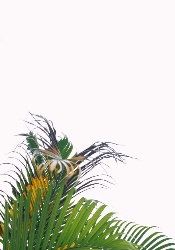 Quadro White Sky and Palm Tree #2 - Obrah | Quadros e Posters para Transformar a Parede