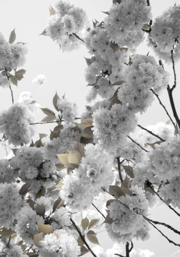 Quadro White Spring Blossoms - Obrah | Quadros e Posters para Transformar a Parede