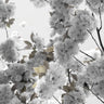 Quadro White Spring Blossoms - Obrah | Quadros e Posters para Transformar a Parede