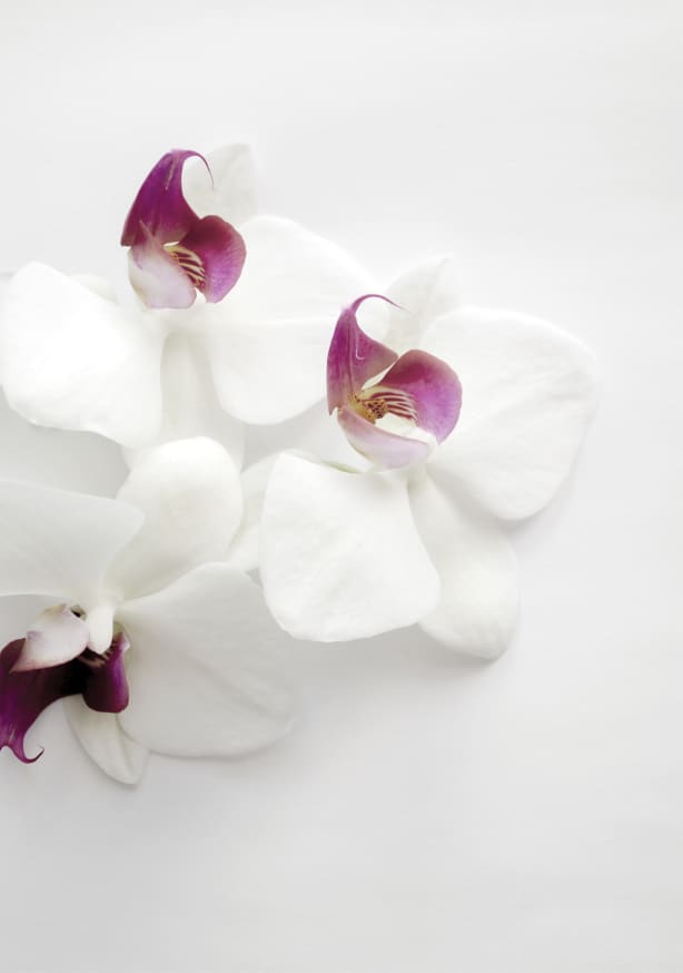 Quadro White Wild Orchid