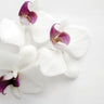 Quadro White Wild Orchid - Obrah | Quadros e Posters para Transformar a Parede