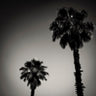 Quadro Why Are Palm Trees So Damn Happy - Obrah | Quadros e Posters para Transformar a Parede