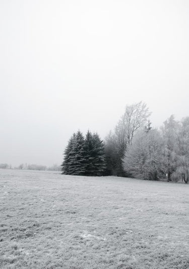 Quadro Winter Wonderland - Obrah | Quadros e Posters para Transformar a Parede