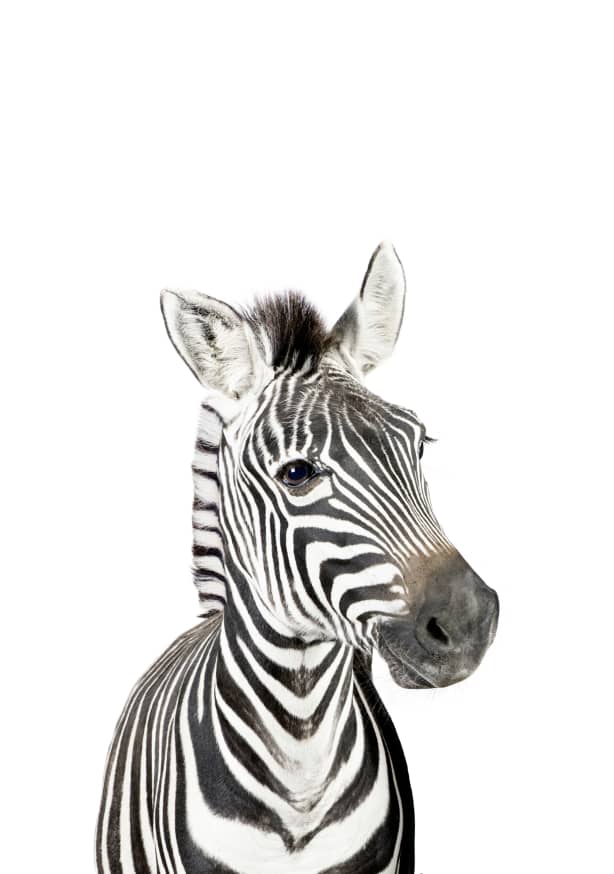 Quadro Zebra - Obrah | Quadros e Posters para Transformar a Parede